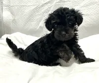 Raven, a female Yorkipoo for sale in Northport, AL – 4 of 4