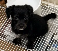 Saban, a male Pomeranian and Yorkshire Terrier for sale in Northport, AL – 3 of 4
