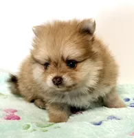 Barron, a male Pomeranian for sale in Northport, AL – 3 of 3