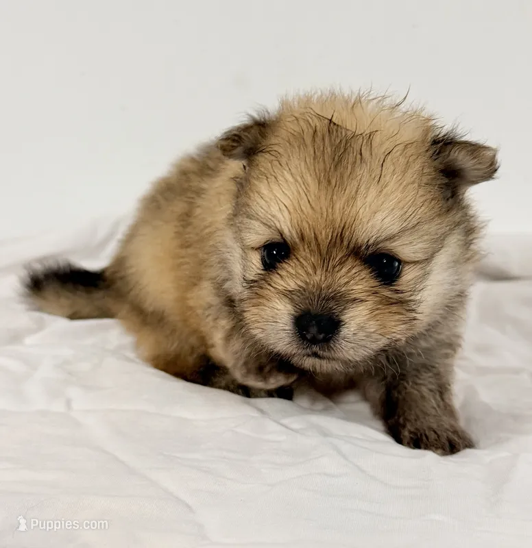 Bama – Pomeranian puppy for sale in Northport, AL