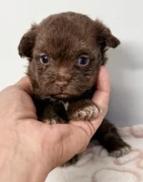 Lilah, a female Yorkipoo for sale in Northport, AL – Photo 2 of 3