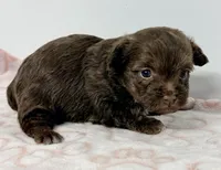 Lilah, a female Yorkipoo for sale in Northport, AL – Photo 3 of 3