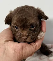Lilah, a female Yorkipoo for sale in Northport, AL – Photo 1 of 3
