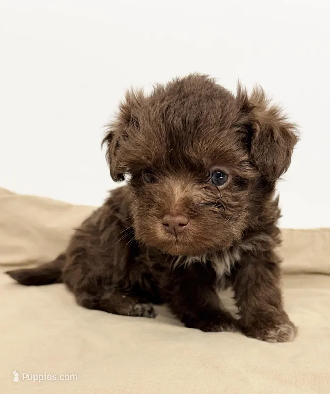 Lilah – Yorkipoo puppy for sale in Northport, AL