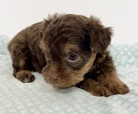 Penny, a female Yorkipoo for sale in Northport, AL – 2 of 3