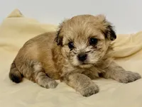 Bama, a male Pomapoo for sale in Northport, AL – 2 of 3