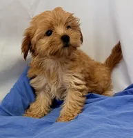 Maggie, a female Morkie for sale in Northport, AL – 2 of 5