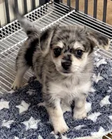 Morgan, a male Maltipom for sale in Northport, AL – 3 of 5