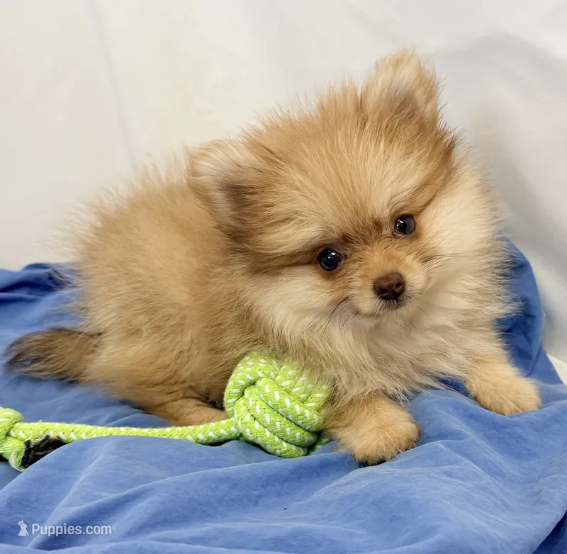 Bear – Pomeranian puppy on hold in Northport, AL