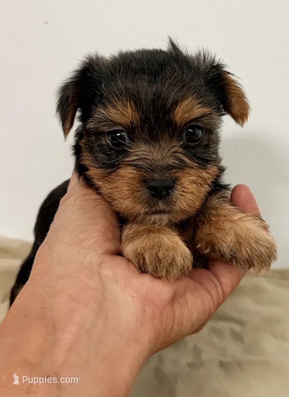 Lexie – Yorkshire Terrier puppy for sale in Northport, AL