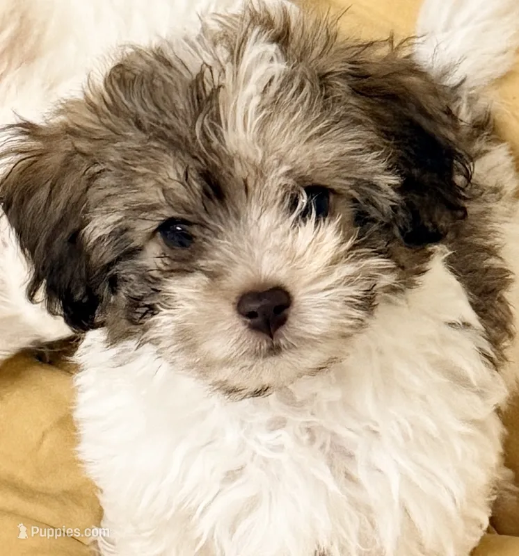 Travis – Mal Shi puppy for sale in Northport, AL
