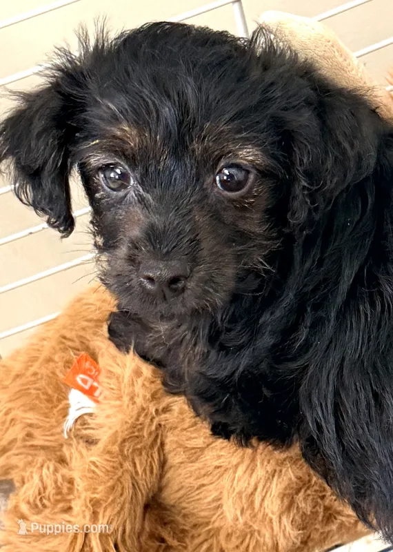 Marley – Yorkipoo puppy for sale in Northport, AL