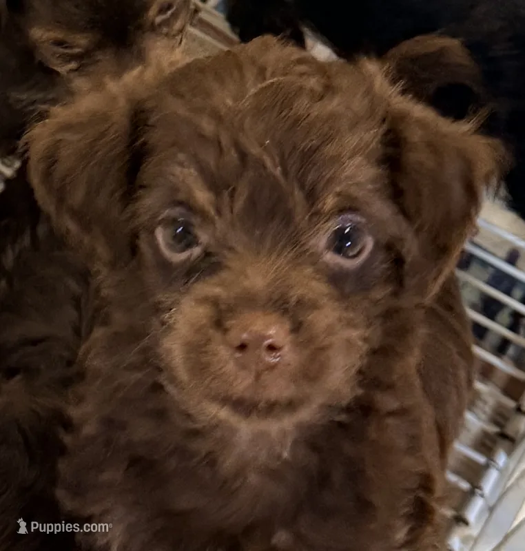 Grady – Yorkipoo puppy for sale in Northport, AL