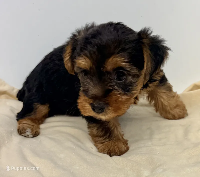 Rosie – Morkie puppy for sale in Northport, AL