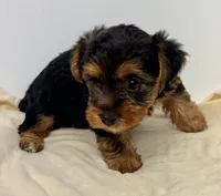 Rosie, a female Morkie for sale in Northport, AL – 1 of 2