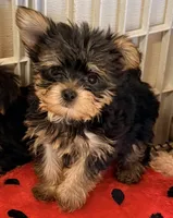 Dawson, a male Yorkshire Terrier for sale in Northport, AL – 4 of 4
