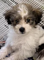 Milo, a male Morkie for sale in Northport, AL – Photo 3 of 4