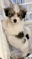 Milo, a male Morkie for sale in Northport, AL – Photo 2 of 4