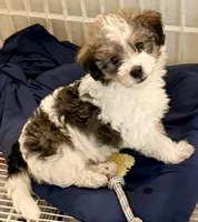 Milo, a male Morkie for sale in Northport, AL – Photo 4 of 4