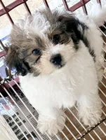Milo, a male Maltipoo for sale in Northport, AL – 4 of 4