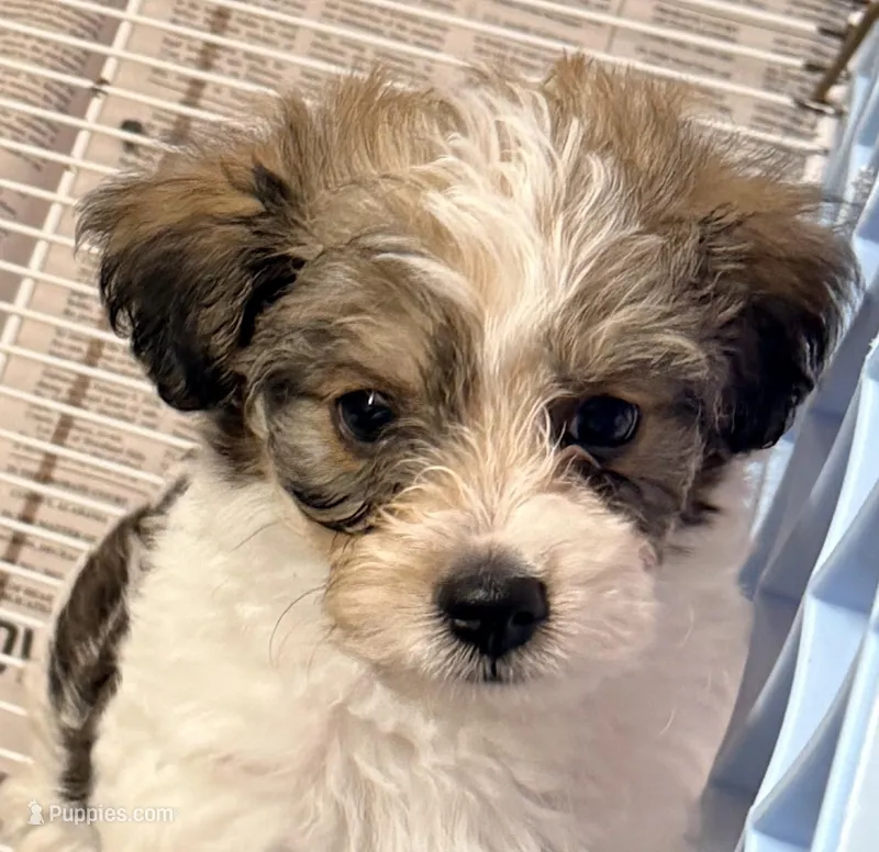 Milo – Poodle - Toy , Morkie puppy for sale in Northport, AL
