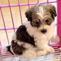 Milo, a male Poodle - Toy  and Morkie for sale in Northport, AL – Photo 3 of 3