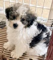 Milo, a male Maltipoo for sale in Northport, AL – 2 of 4