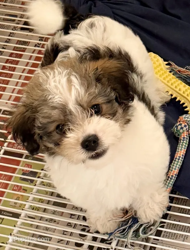 Milo – Morkie puppy for sale in Northport, AL