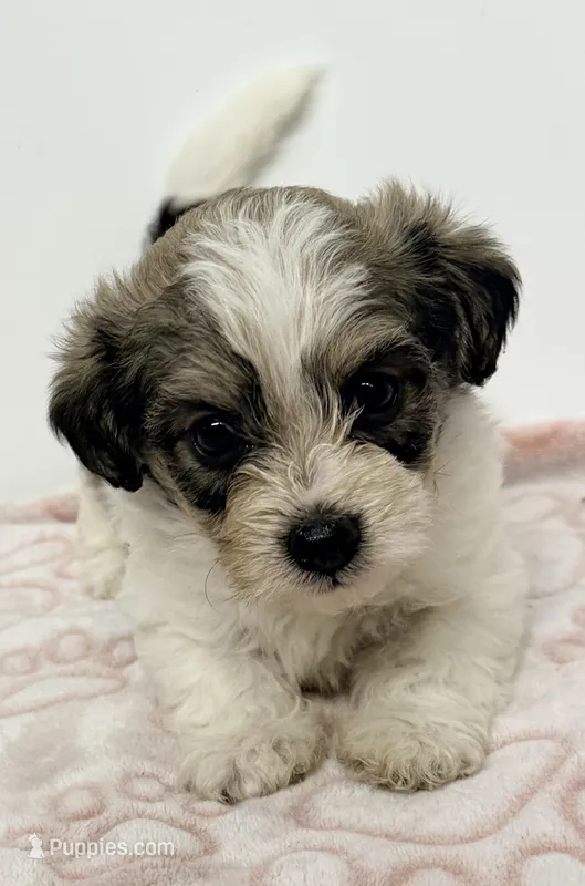 Milo – Pomapoo puppy for sale in Northport, AL