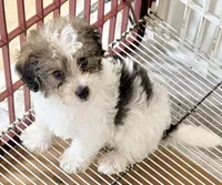 Milo, a male Maltipoo for sale in Northport, AL – 3 of 4