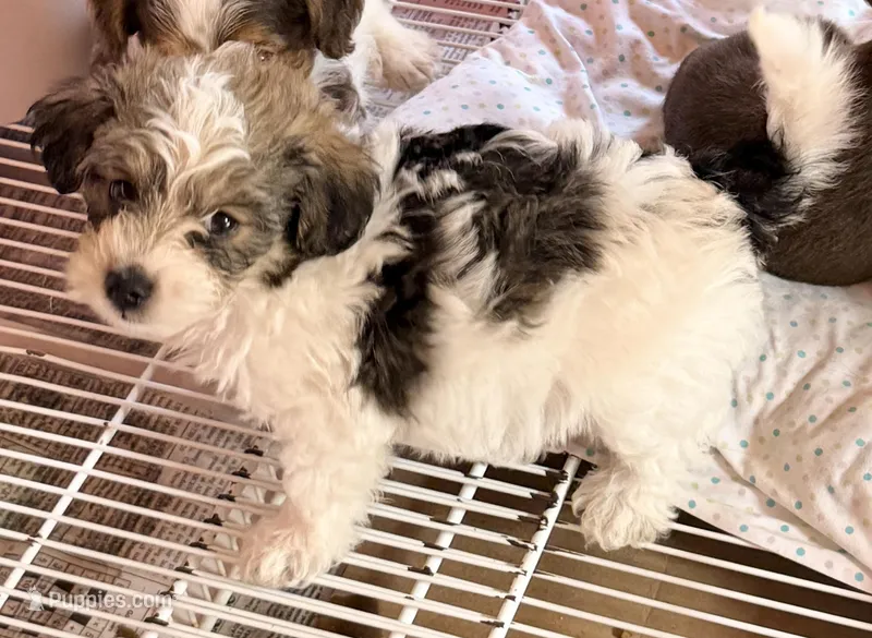 Milo – Poodle - Toy , Morkie puppy for sale in Northport, AL
