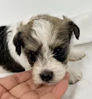 Milo, a male Pomapoo for sale in Northport, AL – Photo 2 of 3