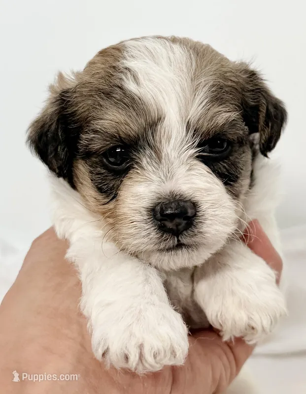 Milo – Pomapoo puppy for sale in Northport, AL