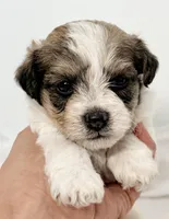 Milo, a male Pomapoo for sale in Northport, AL – Photo 1 of 3