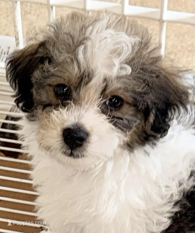 Milo – Morkie puppy for sale in Northport, AL