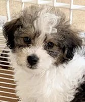 Milo, a male Maltipoo for sale in Northport, AL – 1 of 4