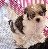 Milo, a male Poodle - Toy  and Morkie for sale in Northport, AL – Photo 2 of 3