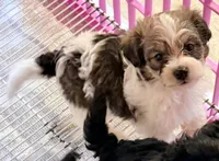 Milo, a male Poodle - Toy  and Morkie for sale in Northport, AL – Photo 1 of 3