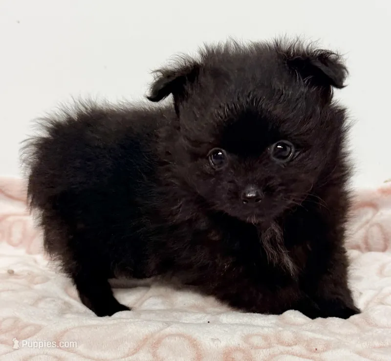 Dixie, a female Pomeranian for sale in Northport, AL – Photo 1 of 5