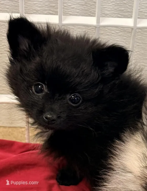 Dixie – Pomeranian puppy for sale in Northport, AL