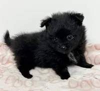 Dixie, a female Pomeranian for sale in Northport, AL – Photo 3 of 5