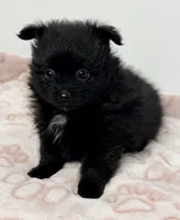 Dixie, a female Pomeranian for sale in Northport, AL – Photo 4 of 5