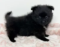 Dixie, a female Pomeranian for sale in Northport, AL – Photo 2 of 5