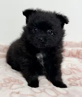 Dixie, a female Pomeranian for sale in Northport, AL – Photo 5 of 5