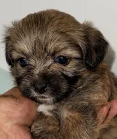Sophie, a female Mal Shi for sale in Northport, AL – 3 of 3