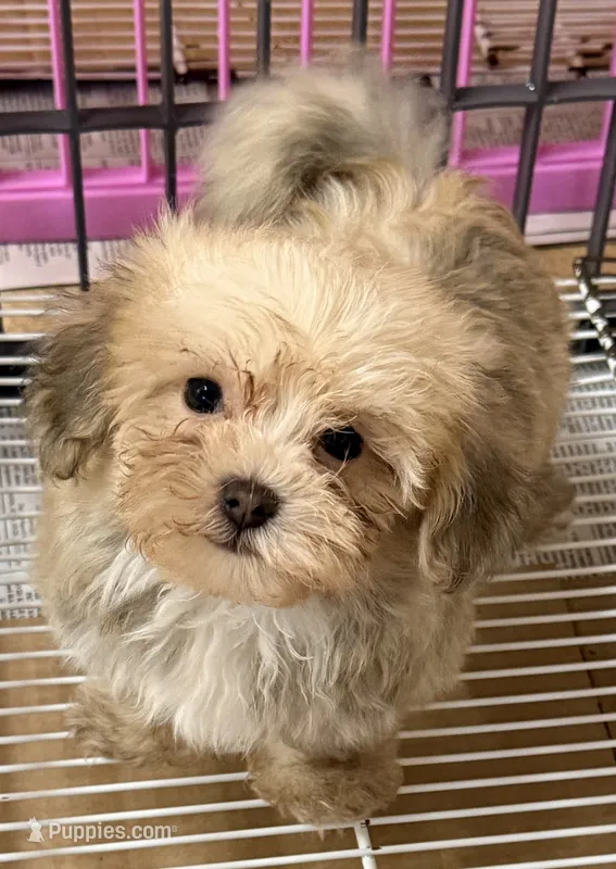 Brody – Maltipom puppy for sale in Northport, AL