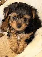 Gracie, a female Yorkshire Terrier for sale in Northport, AL – 2 of 3