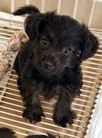 Marley, a female Yorkipoo for sale in Northport, AL – 3 of 4