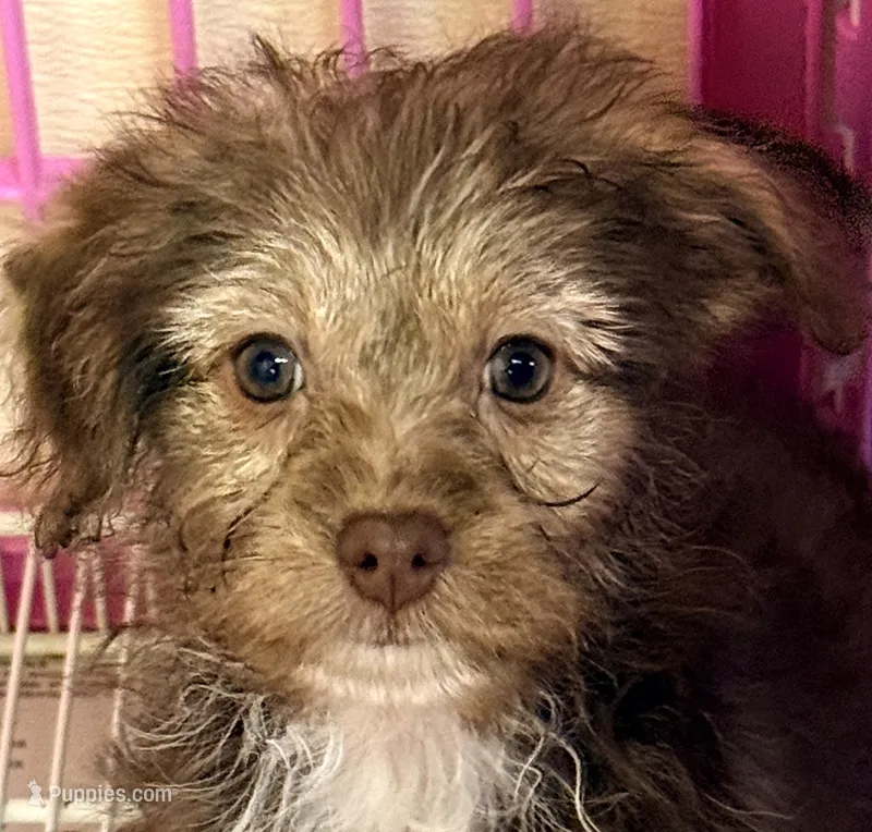 Lacie – Yorkipoo puppy for sale in Northport, AL