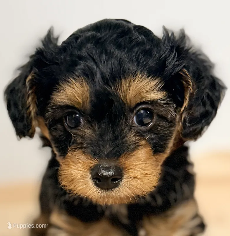 Emma – Yorkipoo puppy for sale in Northport, AL